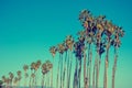 California high palms on the beach, blue sky background