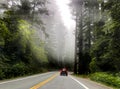 California Highway 101 redwood forest Royalty Free Stock Photo