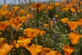 California Poppy Super Bloom in the hillside Royalty Free Stock Photo