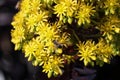 Spring Bloom Series - Honey Bees on Yellow Flowers - Stunning Black Leaves on Aeonium Zwartkop Succulent