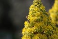 Spring Bloom Series - Honey Bees on Yellow Flowers - Stunning Black Leaves on Aeonium Zwartkop Succulent