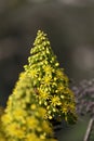 Spring Bloom Series - Honey Bees on Yellow Flowers - Stunning Black Leaves on Aeonium Zwartkop Succulent