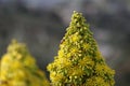 Spring Bloom Series - Honey Bees on Yellow Flowers - Stunning Black Leaves on Aeonium Zwartkop Succulent