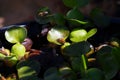 California Wildlife Series - California Honey Bees with Water Hyacinth - Apis mellifera