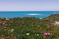 California iconic coastal plant Ice Plant, blooming pink flowers Royalty Free Stock Photo