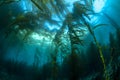 California Kelp Bed