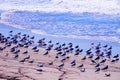 California King Gulls on beach