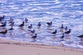 California King Gulls on beach