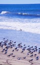 California King Gulls on beach