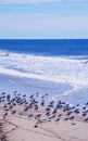 California King Gulls on beach