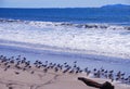 California King Gulls on beach