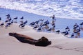 California King Gulls on beach