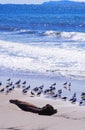 California King Gulls on beach