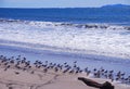 California King Gulls on beach