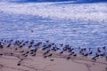 California King Gulls on beach