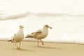 California King Gulls, Santa Barbara Channel, Pacific Ocean, California Royalty Free Stock Photo