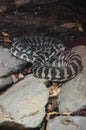 California Kingsnake aberrant phase Lampropeltis getulus californiae Royalty Free Stock Photo