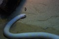 California kingsnake wiggle on sand floor Royalty Free Stock Photo