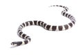 California Kingsnake, Lampropeltis getula californiae Royalty Free Stock Photo