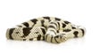 California Kingsnake - Lampropeltis getulus califo