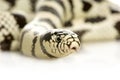 California Kingsnake - Lampropeltis getulus califo Royalty Free Stock Photo