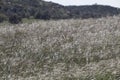 California Landscape Series - Field of Dried Grasses - Barnett Ranch in San Diego