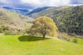 Aerial View of California Live Oak Tree in Rolling Hills Royalty Free Stock Photo