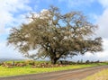 California Live Oak Tree Royalty Free Stock Photo