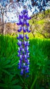 California-Lupine Flowers
