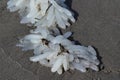 California Market Squid Egg Clusters On The Beach At Seaside, OR, USA Royalty Free Stock Photo
