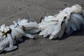 California Market Squid Egg Clusters On The Beach At Seaside, OR, USA