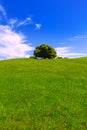 California meadow hills with oak tree Royalty Free Stock Photo