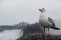 California migratory gull Royalty Free Stock Photo