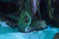 California moray eel Gymnothorax mordax