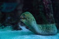 California moray eel Gymnothorax mordax