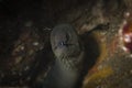 California Moray Eel