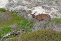 California mule deer Odocoileus hemionus californicus at Asilo Royalty Free Stock Photo