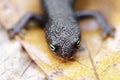 California Newt head and front legs