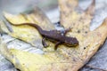 California Newt juvenile resting on autumn leaf