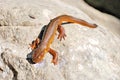 California Newt on A Rock