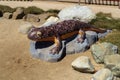 California Newt Sculpture Royalty Free Stock Photo