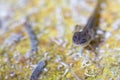 California Newt, Taricha torosa, in Larval Stage Royalty Free Stock Photo