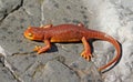 California Newt Taricha torosa Royalty Free Stock Photo