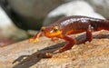 California Newt Taricha torosa posing Royalty Free Stock Photo