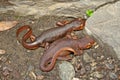 California Newts Taricha torosa male and female Royalty Free Stock Photo