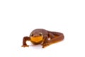 California Newt on White