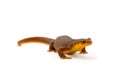 California Newt on White