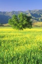 California Oak in Mustard Field with Topa Topa Mountains, Ojai, CA