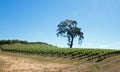 California Oak Tree in vineyards under blue sky in Paso Robles wine country in Central California USA Royalty Free Stock Photo