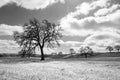 California Oak Trees under cumulus clouds in Paso Robles California USA - black and white Royalty Free Stock Photo